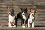 BASENJI 164